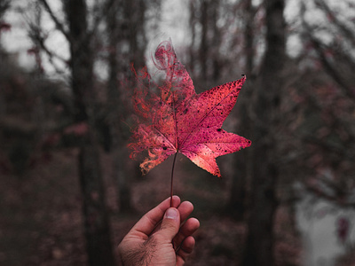 Smoky Leaf - Smoke Effect in Photoshop image manipulation photoshop art photoshop tutorial