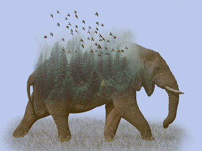 Elephant adobe photoshop elephant graphic design photoshop