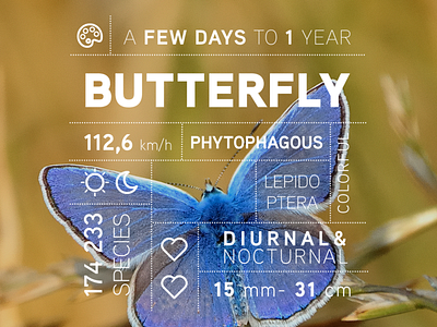Bug data campaign: the Butterfly iconography infographic infographics photoshop