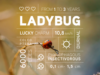 Bug data campaign: the Ladybug 🐞 iconography iconography graphic infographic infographics photoshop