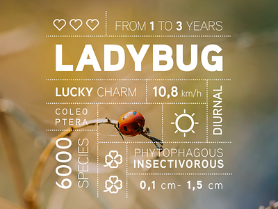 Bug data campaign: the Ladybug 🐞