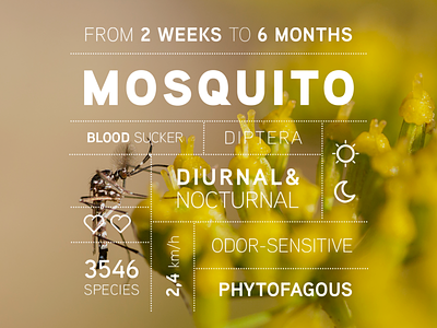 Bug data campaign: the Mosquito iconography iconography graphic infographic infographic design infographics photoshop