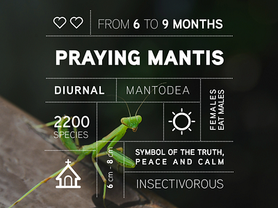 Bug data campaign: the Praying Mantis iconography iconography graphic infographic infographics photoshop