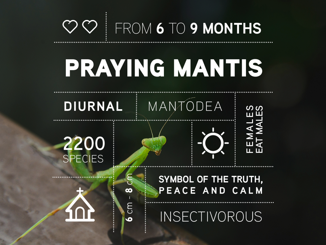 Bug Data Campaign The Praying Mantis By What Zhat Agency On Dribbble