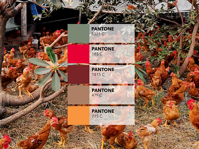 Pantone Campaign : the chicken farm  🐓