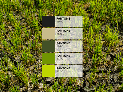 Pantone Campaign : the rice field