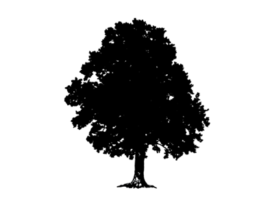 WIP oak tree for client logo branding illustration logo oak tree silhouette