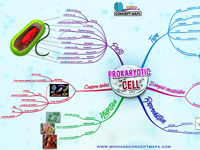 Prokaryotic Cell Mind Map by ASTRO-MEGA-VIRTUAL on Dribbble