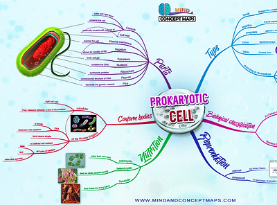 Prokaryotic Cell Mind Map design illustration mental map mind map