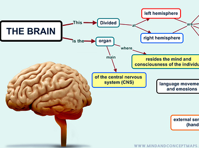 Conceptual map of the brain brain concept map conceptual map design illustration