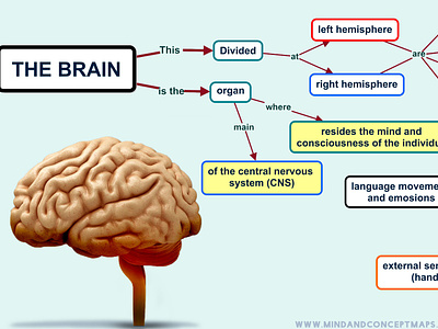 Conceptual map of the brain brain concept map conceptual map design illustration