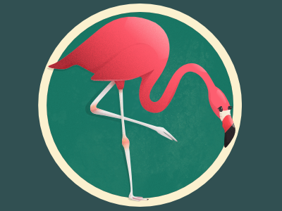 Flamingo affinity flamingo illustration sticker