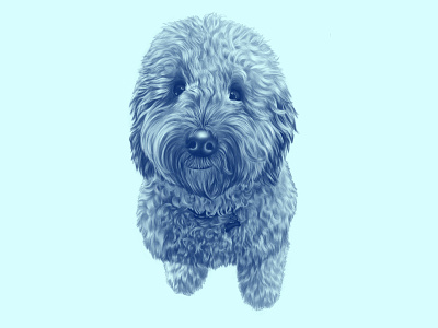 Cooper the Labradoodle digital art dog drawing illustration illustrator ipad pro procreate