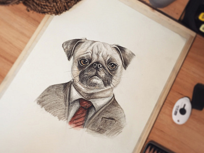 Pug in suit color pencil graphic design illustration pug