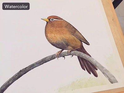 Watercolor - Throstle bird throstle watercolor