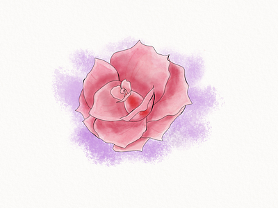 Watercolor rose. apple pencil art brush calligraphy design designer digital flower ipad lettering love procreate rose water watercolor