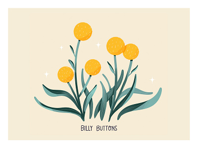 Billy Buttons billy buttons botanic design digital illustration floral flowers illustration