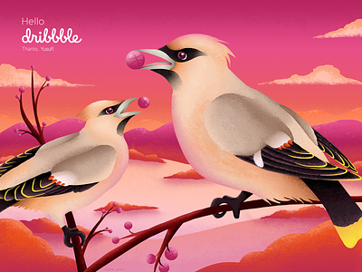 Hello Dribbble! animal bird debut first shot hello hello dribbble illustration invites pink sunset vector illustration vectors waxwing wildlife