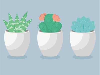 Planty: A Trio of Succulents