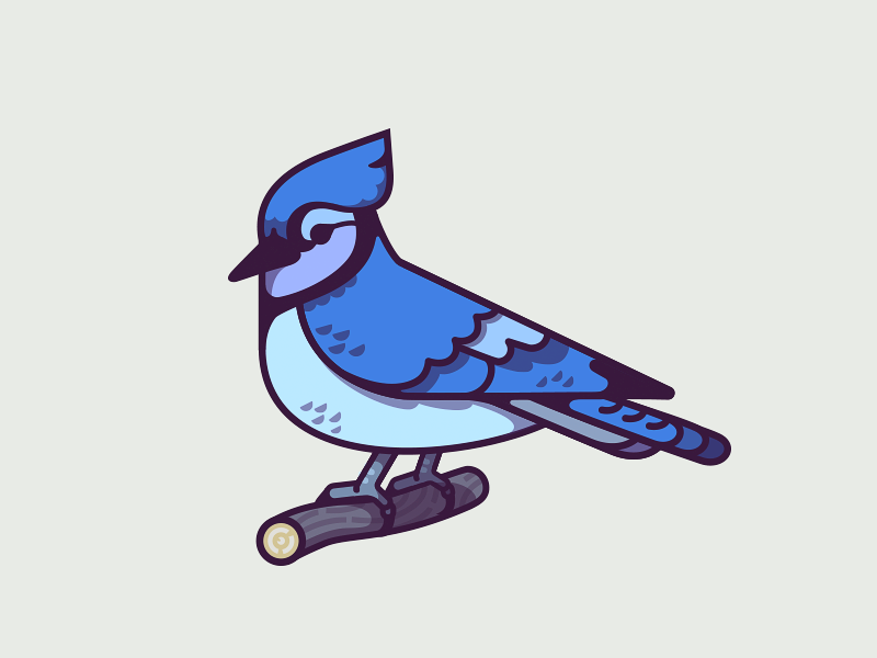 Blue Jay on Behance