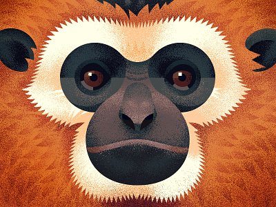 Grumpy gibbon anano animal close up face geometric gibbon grumpy monkey texture