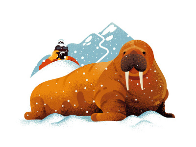 Walrus ❄ 2d anano animals cold fat illustration snow texture walrus