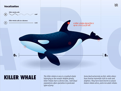 Killer Whale UI adobe anano dolphin illustration infographics killer whale ui ux whale xd