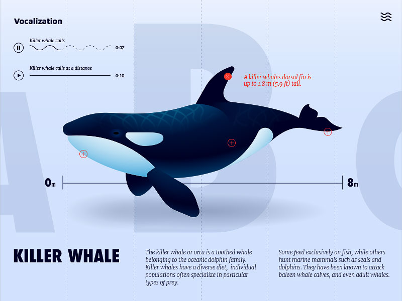 Лучшие драм киты. UI кит иллюстрация. Киты украшение cgthtlb c ,JRE B cdth[e. Дизайн для драм кита. Killer Whale по русски.