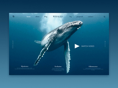 Whales Landing blue design desktop interface landing minimal ocean sea ui ux