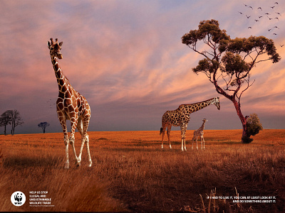 WWF 4 animal art branding design designer visual art visualization
