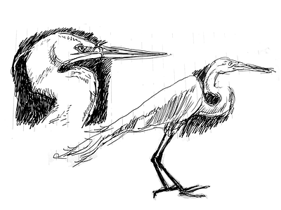 Egret Studies