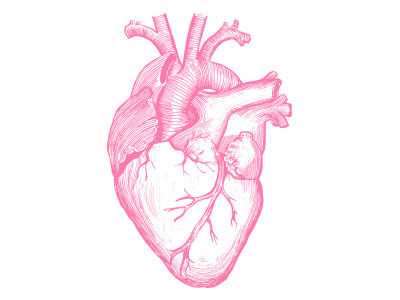 Vintage Heart anatomy detail heart illustration ink realistic vector vintage