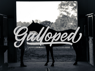 Galloped brush lettering font font design typeface typography