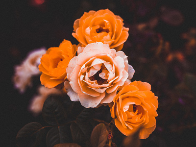 Roses flowers leaves nature orange outdoors photography texture thorns vintage white