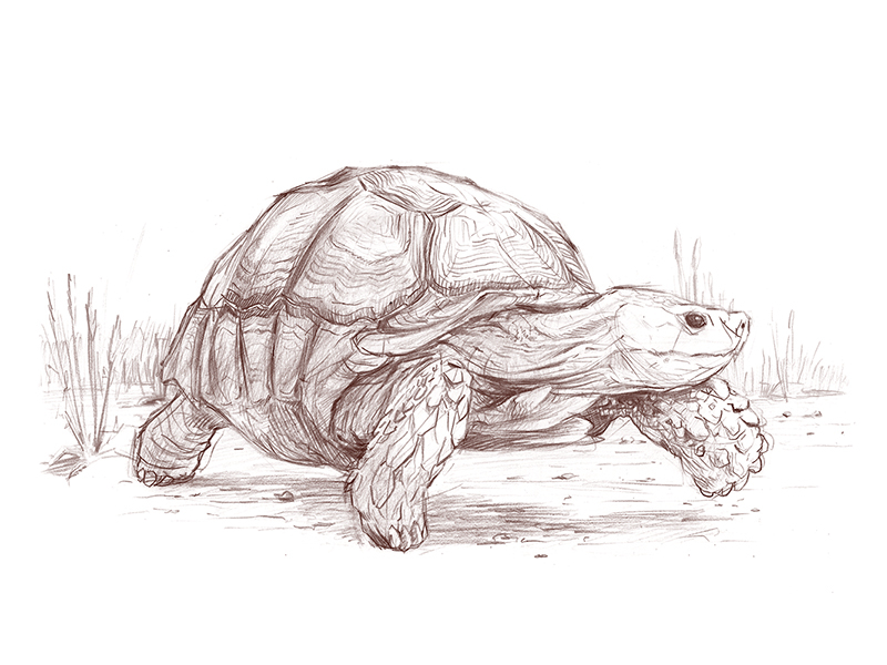 Turtle - Drawing Skill