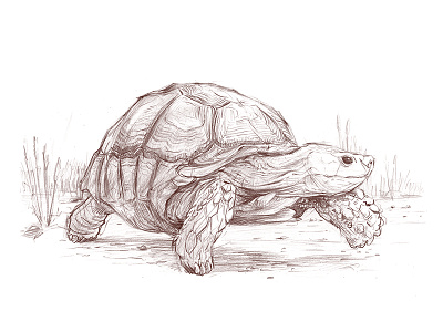 Africa is the future #2 africa art drawing future illustration pencil sketch tortoise turtle walk