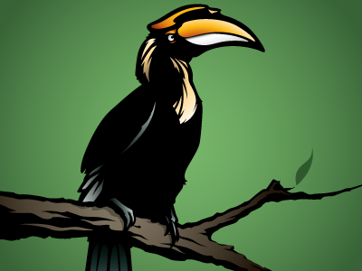Hornbill illustration