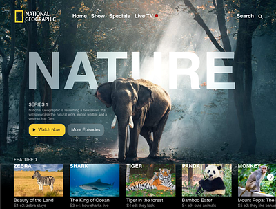 National Geographic adobe xd animals elephant featured homepage landing page landing page design monkey national geographic panda shark tiger video web web design website website design zebra