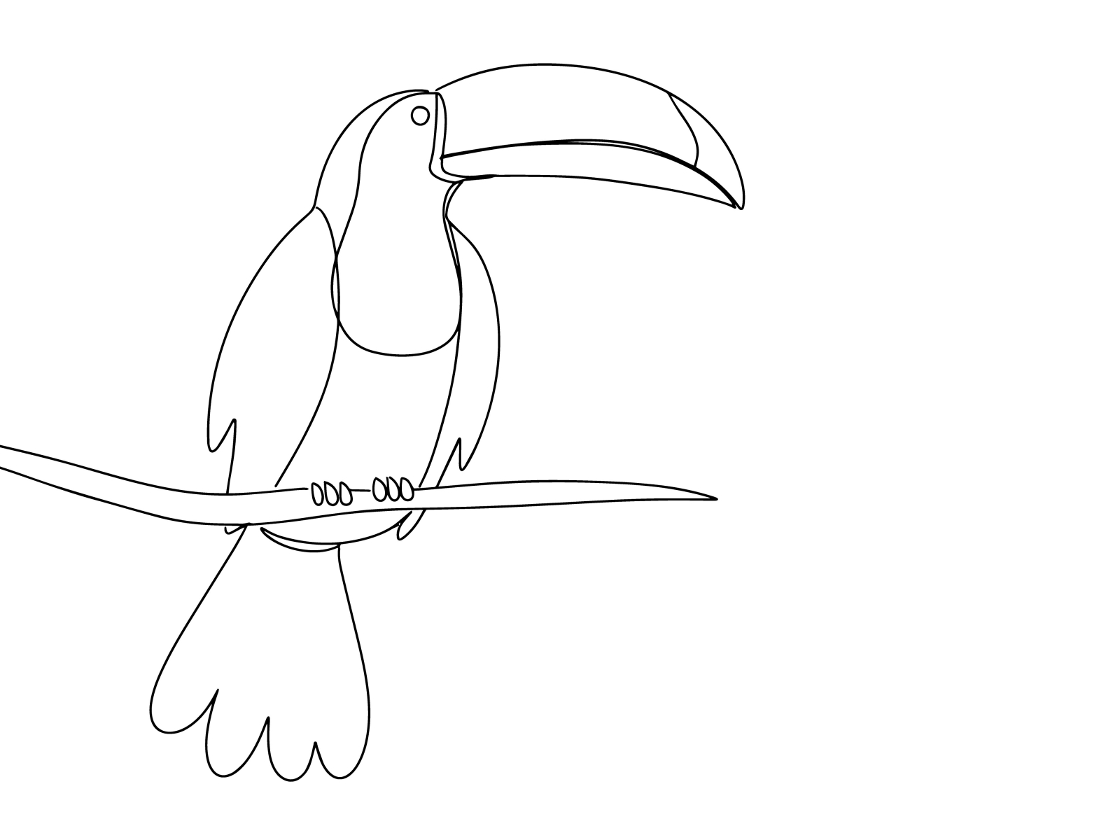 Toucan line art by clelia- clelia on Dribbble