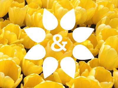 Daisies & Drops: Essential Oil Identity daisy drops essential oil floral flower identity logo logo suite michigan oil portland yellow and black