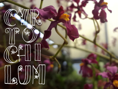 Lettering Orchid Cyrtochilum garden handmade lettering orchid plant typo typography