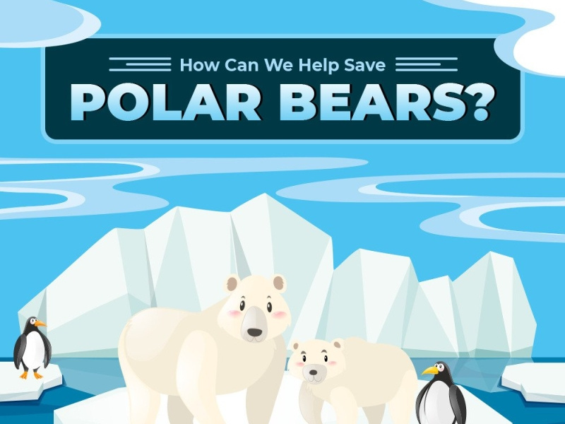 How can we help save Polar Bears by Norvergence LLC on Dribbble