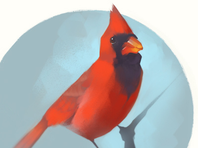 Cardinal animal art bird cardinal digital painting illustration vignette