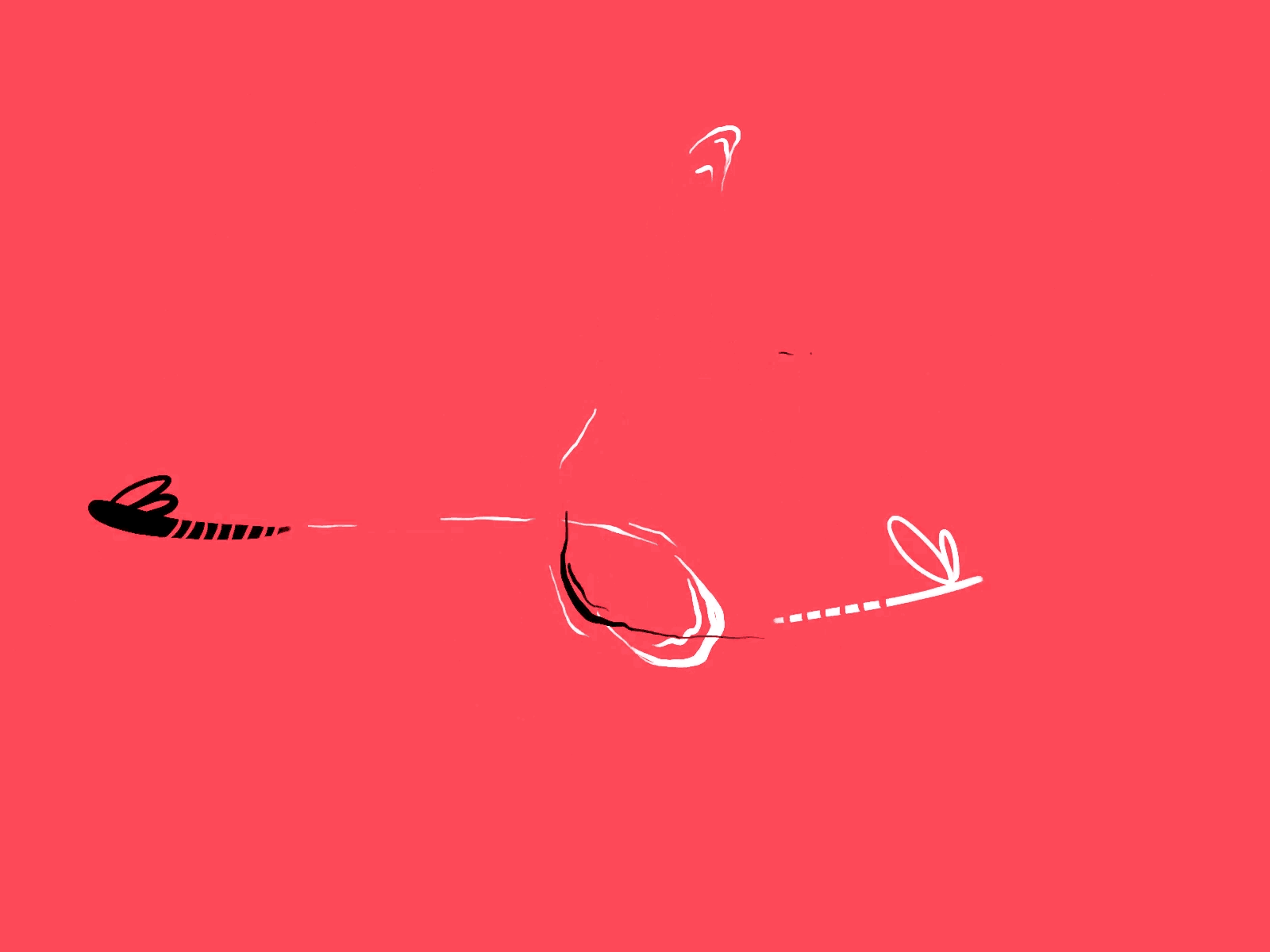 Butterfly Animation By Herve Augoyat On Dribbble