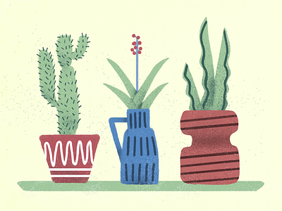 Three plants🌵🌳🌱