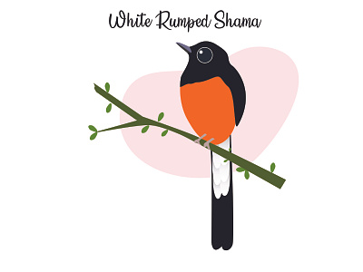 white ramped shama animation bird digital art illustrtraion vectors