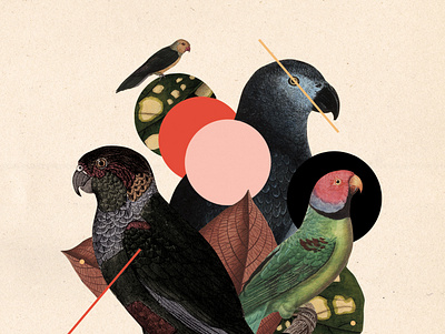 Halsbandparkiet 01 animals collage illustration