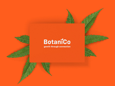 BotaniCo Branding art direction brand identity branding cannabis cannabis branding cannabis design cannabis logo creative direction design graphic design hemp hemp logo logo logo design logo mark orange orange logo