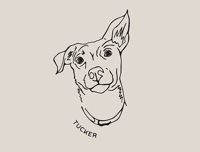 Tucker design digital art digital illustration dog dog art dog illustration dog portrait graphic design illustration minimal pet pet portrait procreate retro vintage