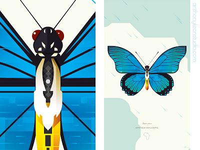 giant blue swallowtail anthony leon studio anthonyleonstudio blueswallowtail butterfly design illustrator art insect posterdesign vector